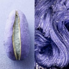 Purple cotton pod and purple yarn in a dye bath.