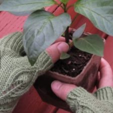 Fingerless mitts with leaf motif on thumbs.