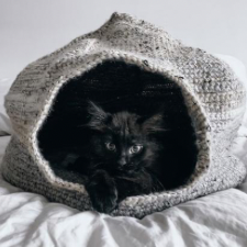 Cat peering out of dumpling-shape cat cuddler.