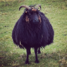 Pissed off pregnant sheep with long, curved horns.