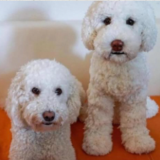 Very realistic labradoodle crocheted toy next to real labradoodle.