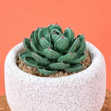 Crocheted succulent plant in white stone flowerpot.