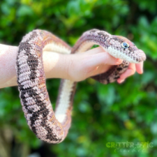 Startlingly realistic snake curls around someone’s arm.